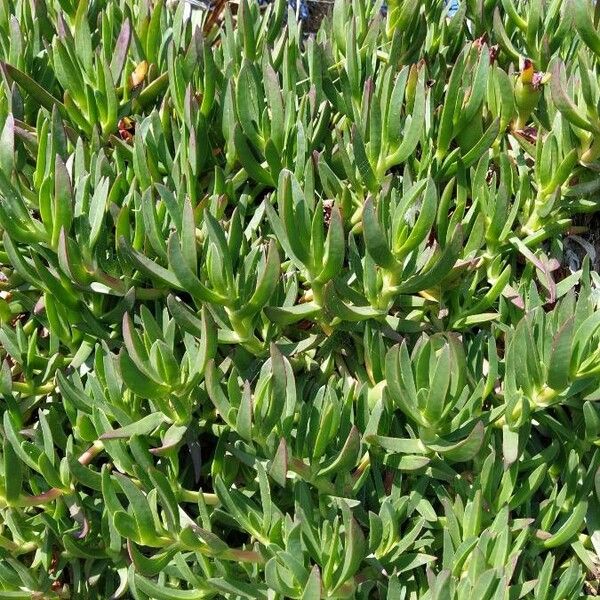 Carpobrotus acinaciformis Кветка