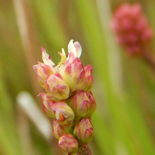 Triantha glutinosa Fleur