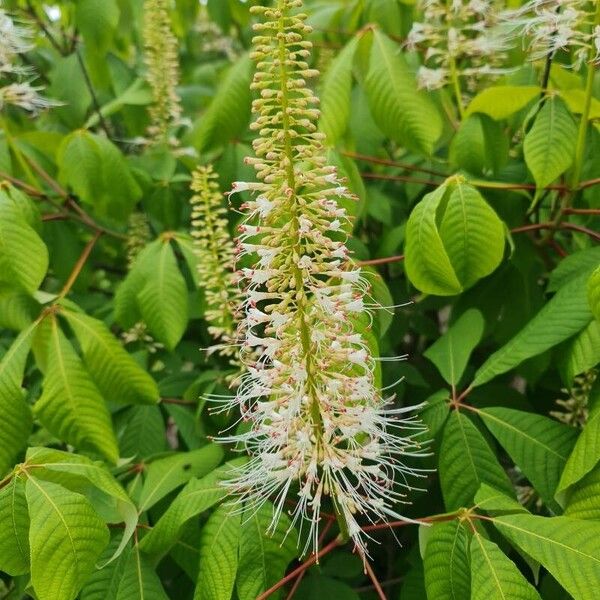 Aesculus parviflora Õis