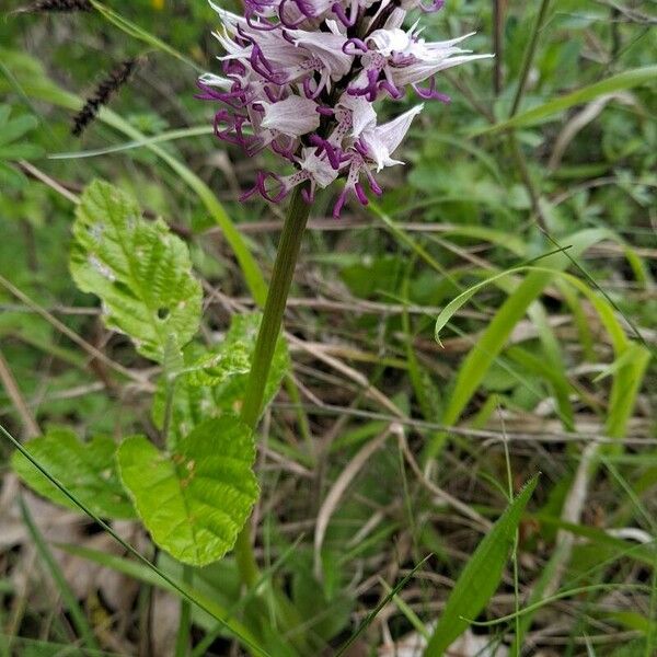 Orchis simia অভ্যাস