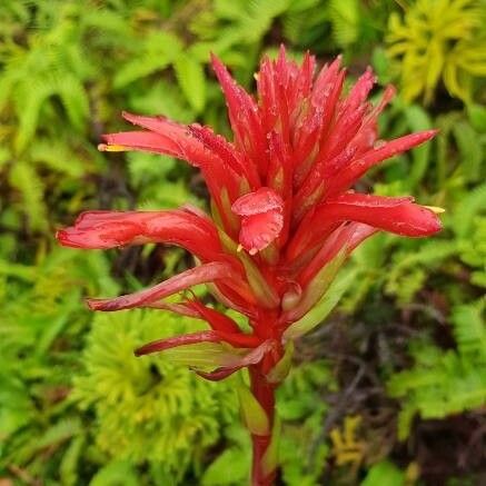 Castilleja miniata Květ