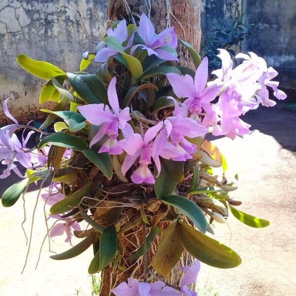 Cattleya nobilior പുഷ്പം