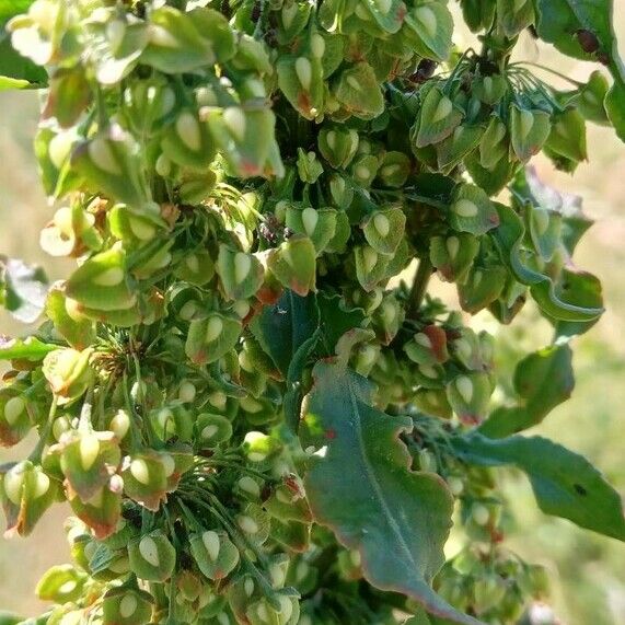 Rumex crispus Fruit