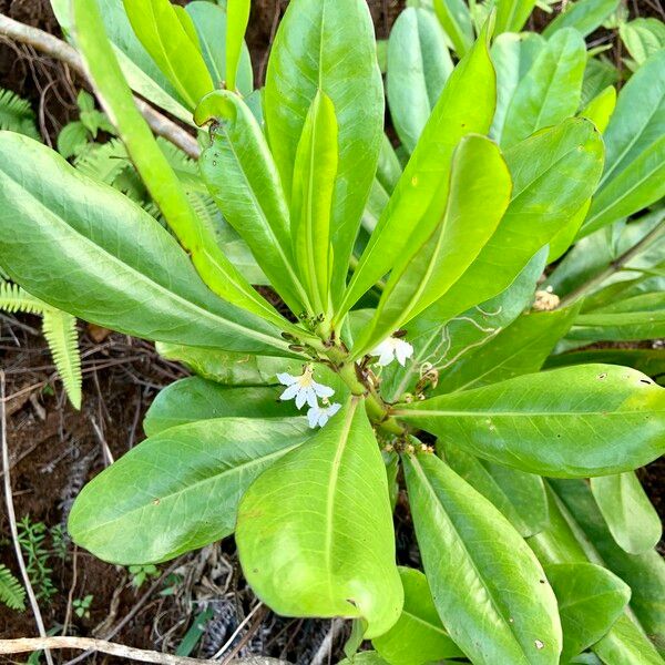 Scaevola plumieri Leaf