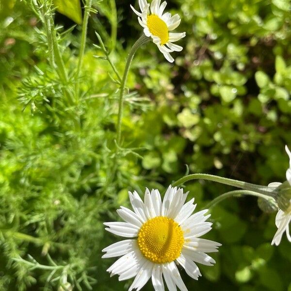 Anthemis arvensis Flower