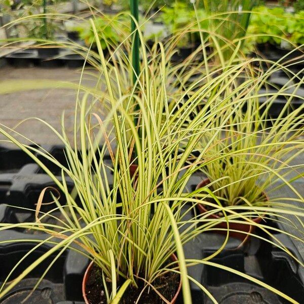 Carex brunnea Hoja