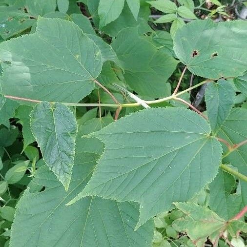 Acer pensylvanicum Leaf