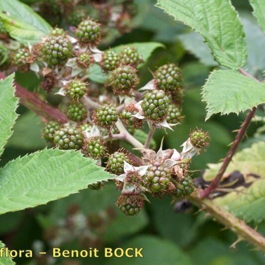 Rubus silvaticus Drugo