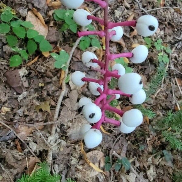 Actaea pachypoda Frucht