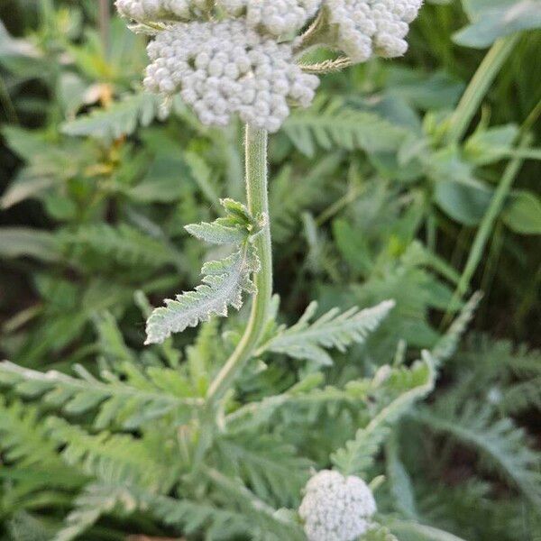 Achillea filipendulina Цвят