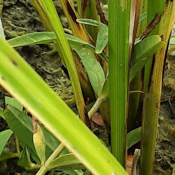 Sparganium erectum Leaf