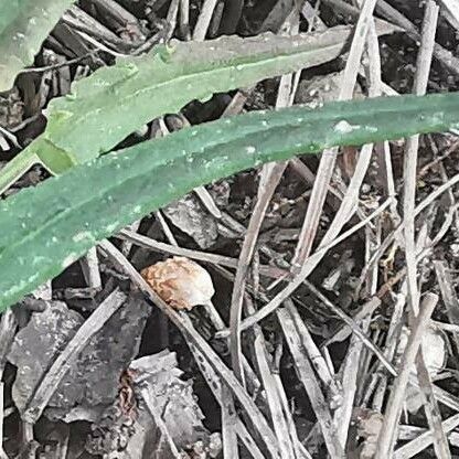 Rumex intermedius Листок