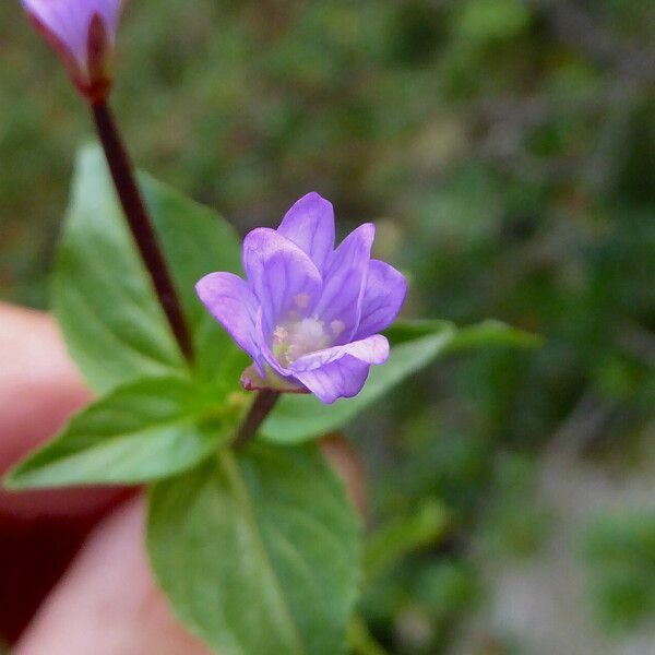 Epilobium alsinifolium Flor