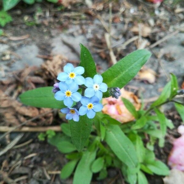 Myosotis stricta Flower