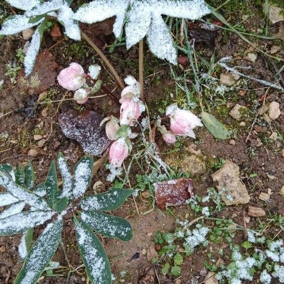 Helleborus niger Habit