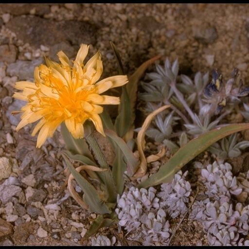 Agoseris glauca Hábito