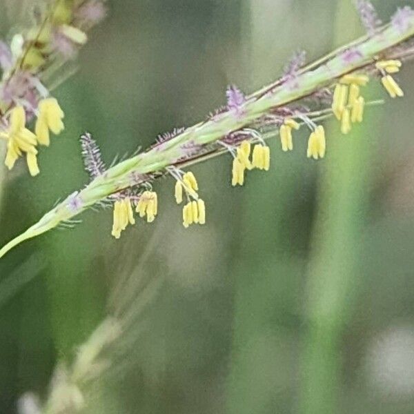 Dichanthium annulatum Flower