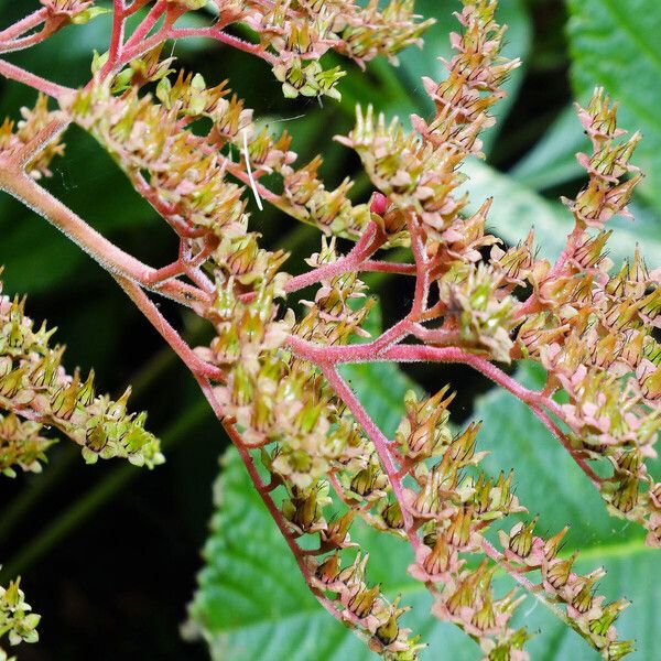 Rodgersia aesculifolia Flower