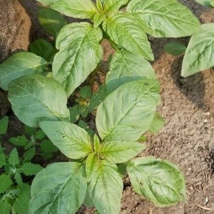 Amaranthus spinosus পাতা