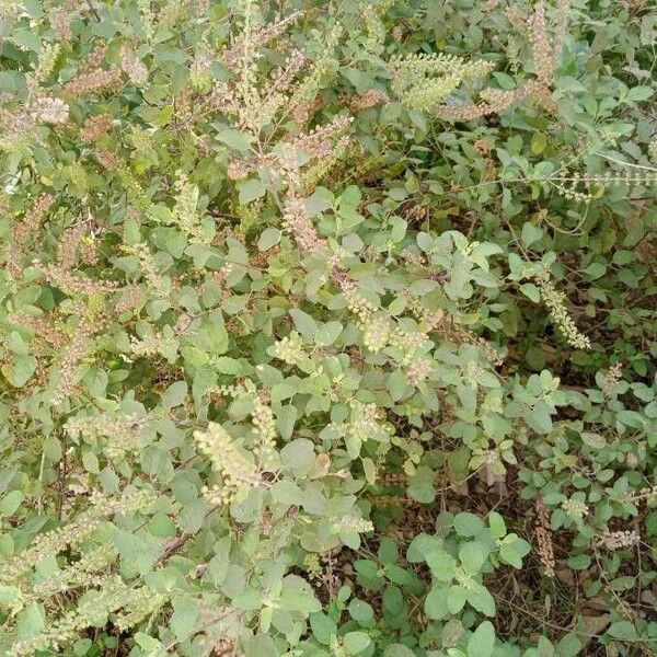 Ocimum tenuiflorum 葉
