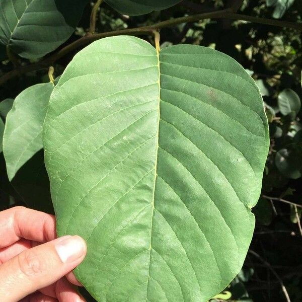 Annona senegalensis Frunză