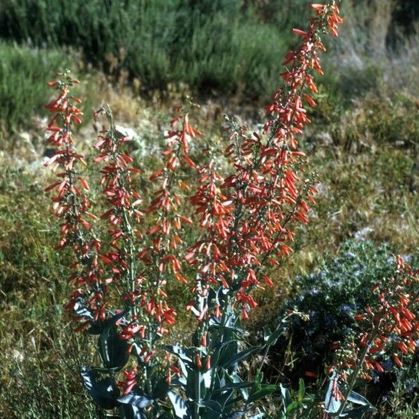 Penstemon centranthifolius Hábito