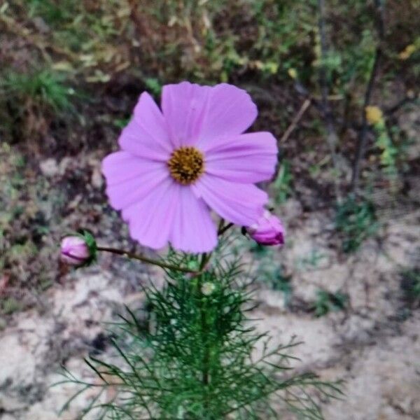 Cosmos bipinnatus Flower