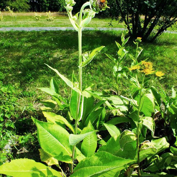 Inula helenium ᱛᱟᱦᱮᱸ