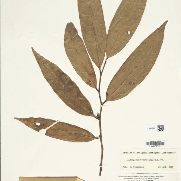 Anaxagorea brachycarpa 葉