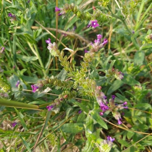 Anchusa officinalis Virág