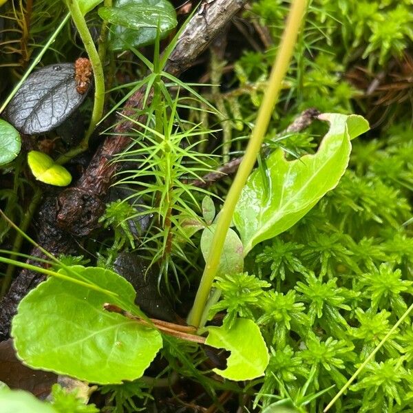 Pyrola minor Leaf