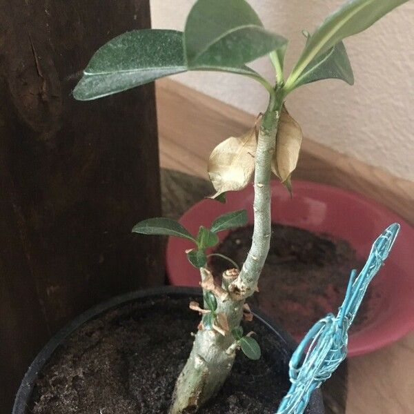 Adenium obesum List