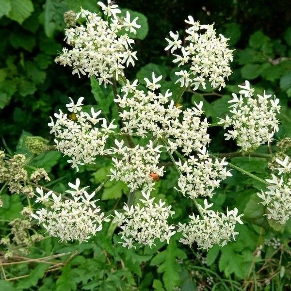 Heracleum sphondylium Flor