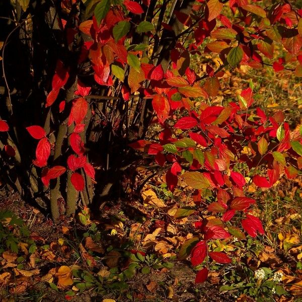 Cotoneaster acutifolius Leaf