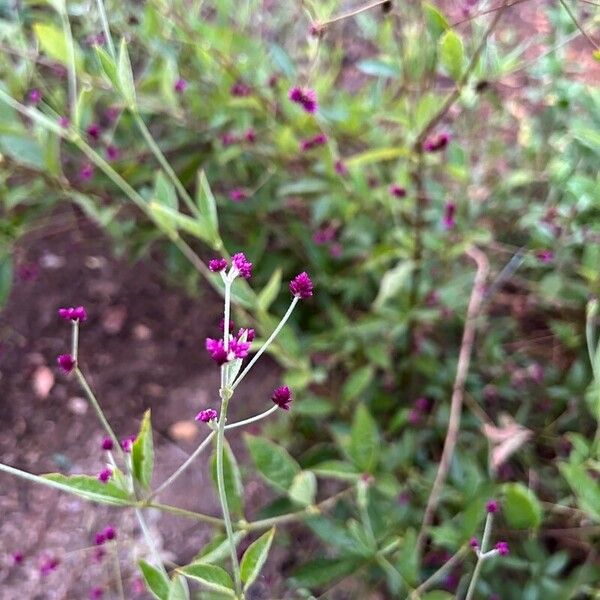 Gomphrena serrata Λουλούδι