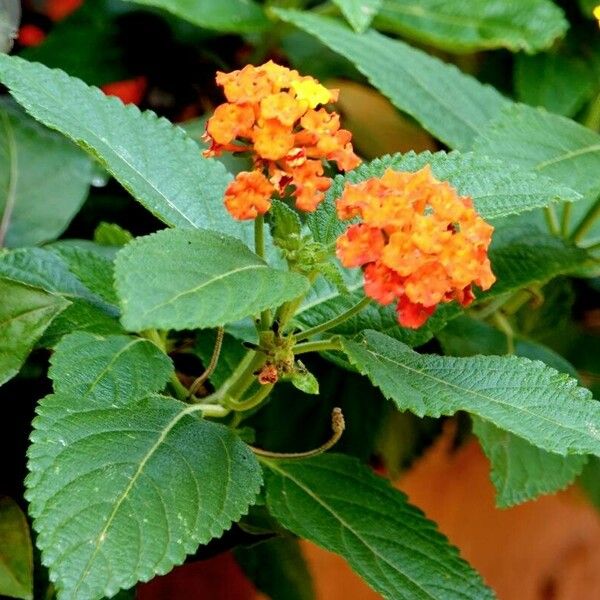 Lantana camara Folha