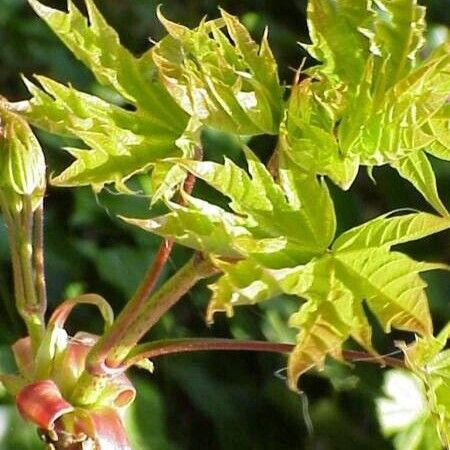 Acer platanoides Leaf