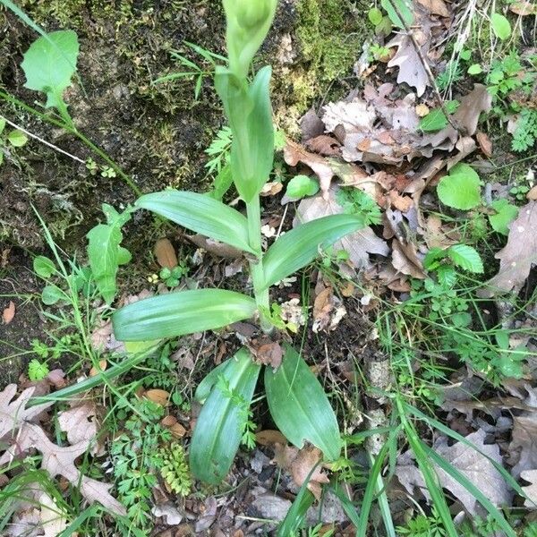 Platanthera aquilonis Leaf