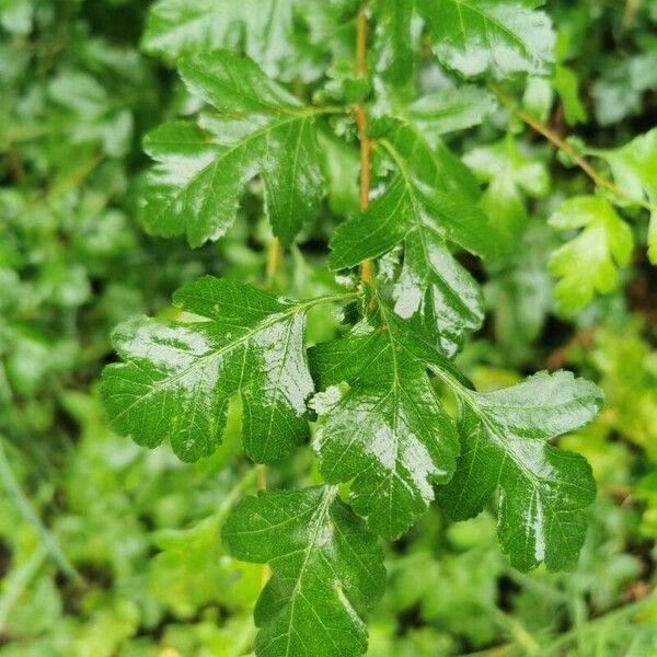 Crataegus x media পাতা