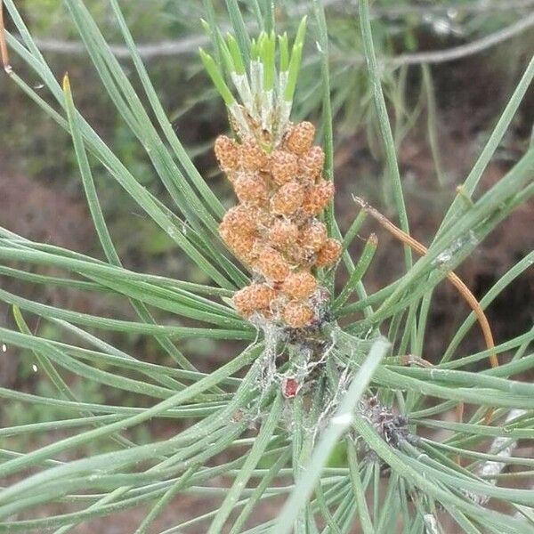 Pinus pinea 花