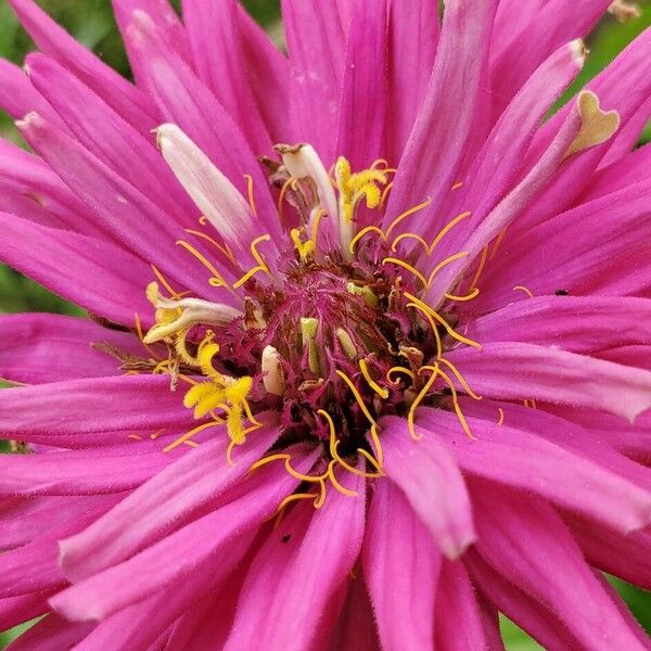 Zinnia elegans പുഷ്പം