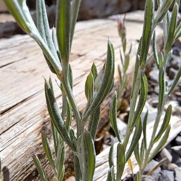 Xeranthemum inapertum Leaf