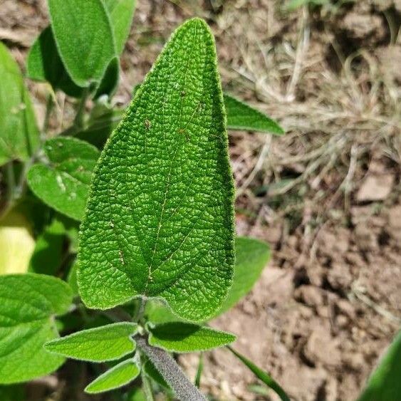 Phlomis viscosa Leaf