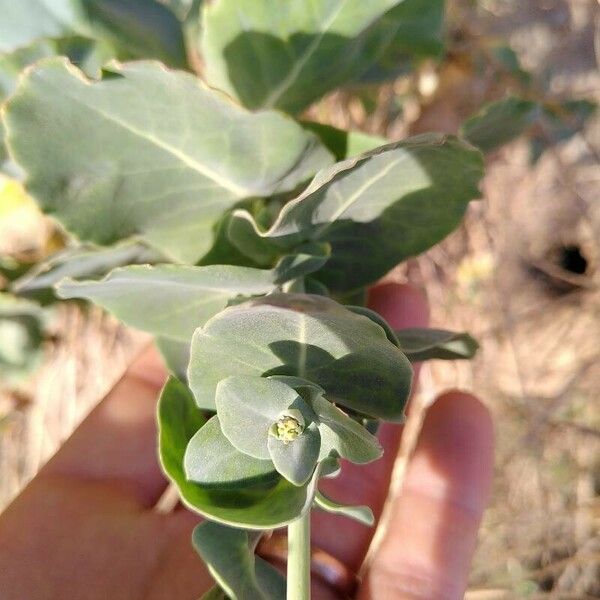 Moricandia moricandioides Folha