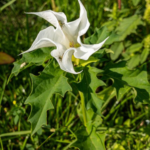 Datura stramonium Кветка