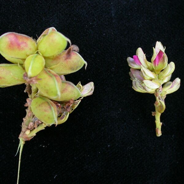 Flemingia macrophylla Fruit