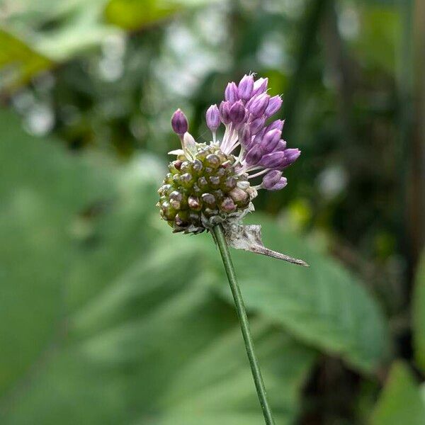 Allium scorodoprasum Цветок