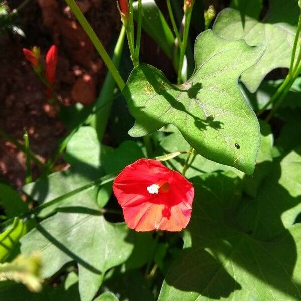 Ipomoea hederifolia 花