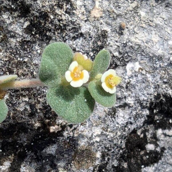 Euphorbia mesembryanthemifolia പുഷ്പം