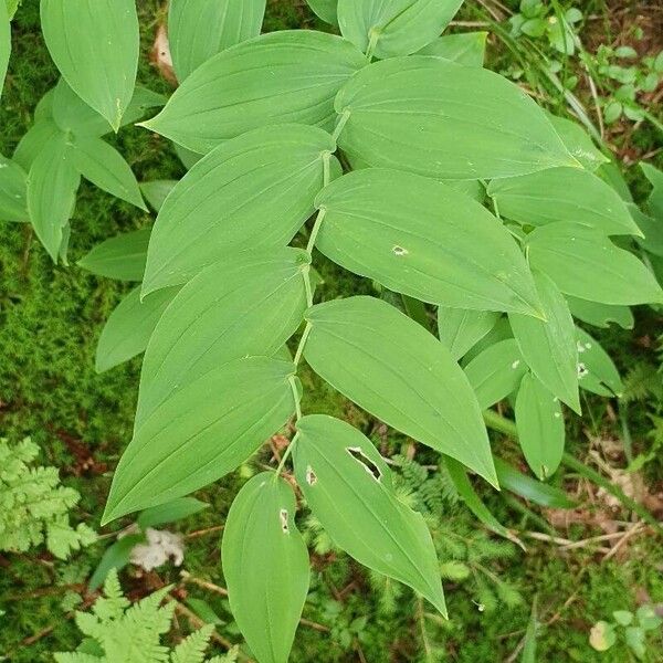 Streptopus amplexifolius Leaf